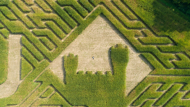 EIU Corn Maze